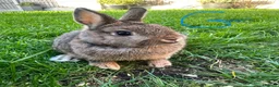 Netherland Dwarf rabbits for sale: Netherland Dwarf rabbits for sale  - Advert 18