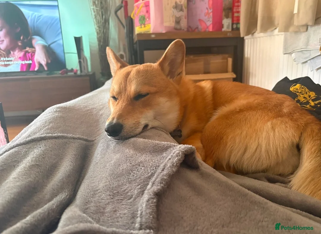 Mixed Breed dogs for sale: Corgi Inu - Advert 5