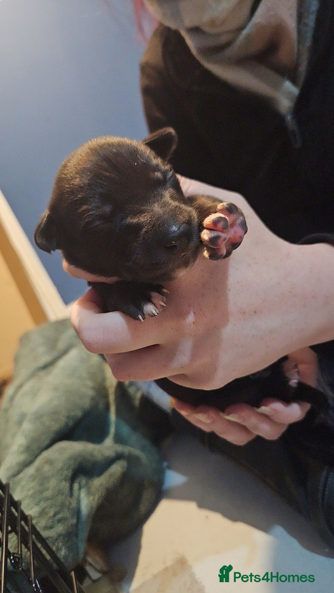 Whippet dogs for sale: 8 beautiful  brindle whippet  - Advert 8