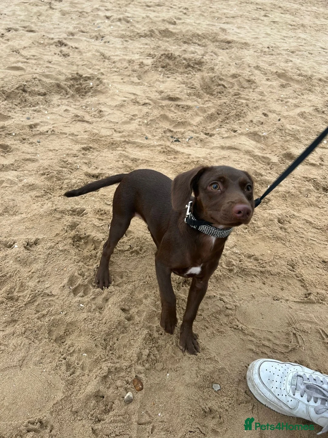 Mixed Breed dogs for sale: Fudge for Sale (1 yrs old 5 months) in Hemel Hempstead - Advert 2