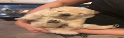 Chow Chow dogs for sale: Gorgeous Chow Chow Puppies 🐻 - Advert 10