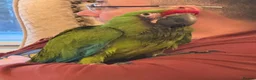 Macaws birds for sale: Military Macaws Babies Hand Reared-Male and Female - Advert 3