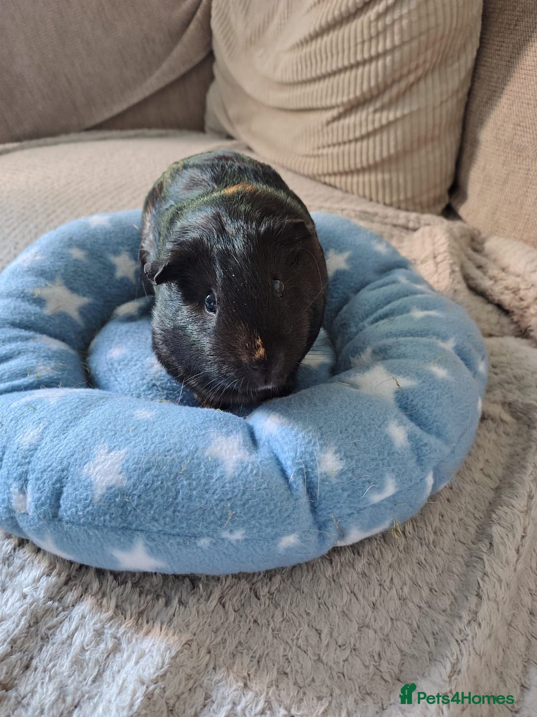 Guinea Pig rodents for sale: 3 Female Guinea Pigs  - Image 9