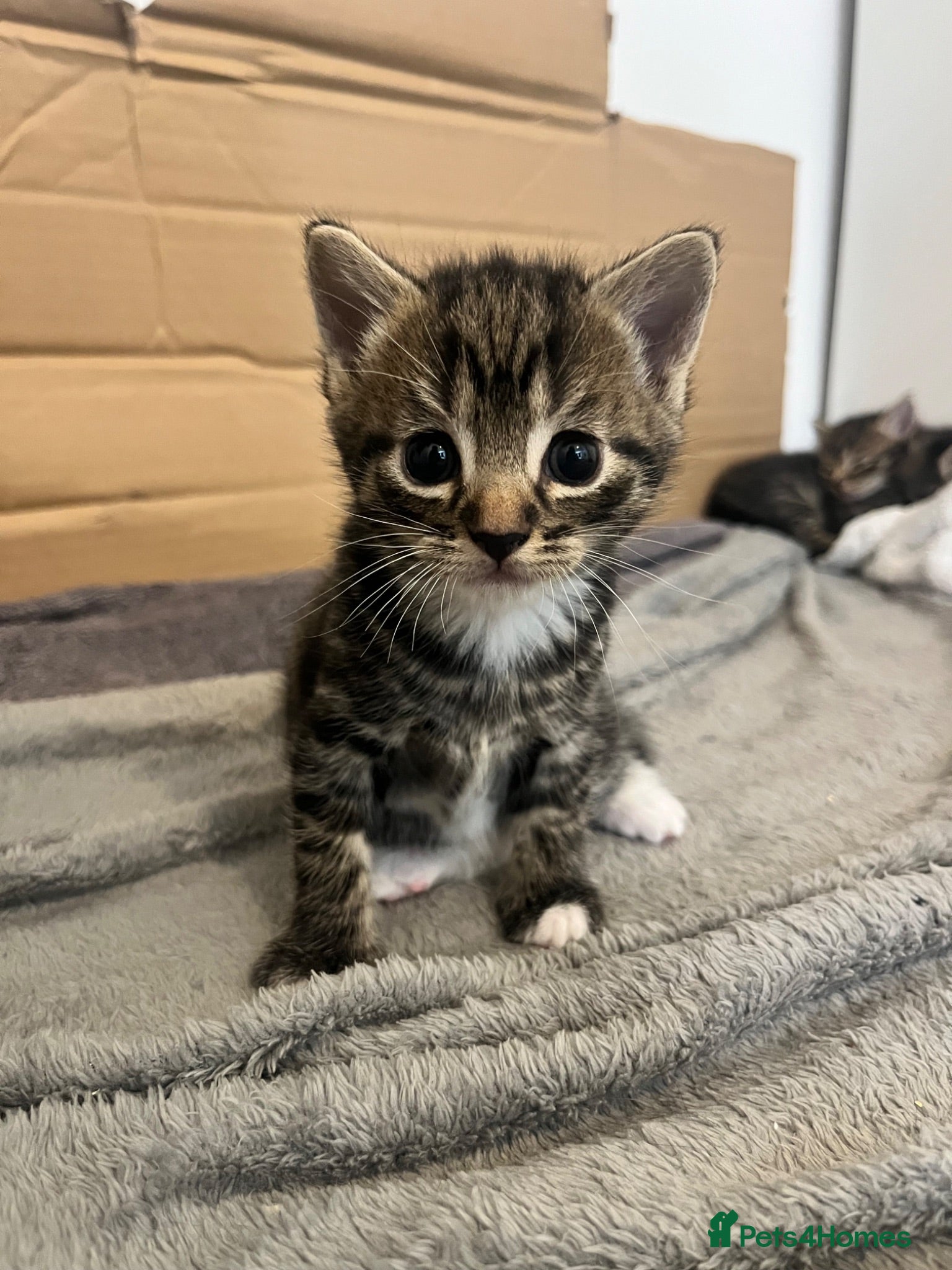 Mixed Breed cats 2 kittens  - Advert 10