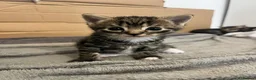 Mixed Breed cats for sale: 2 kittens  in Basingstoke - Advert 1