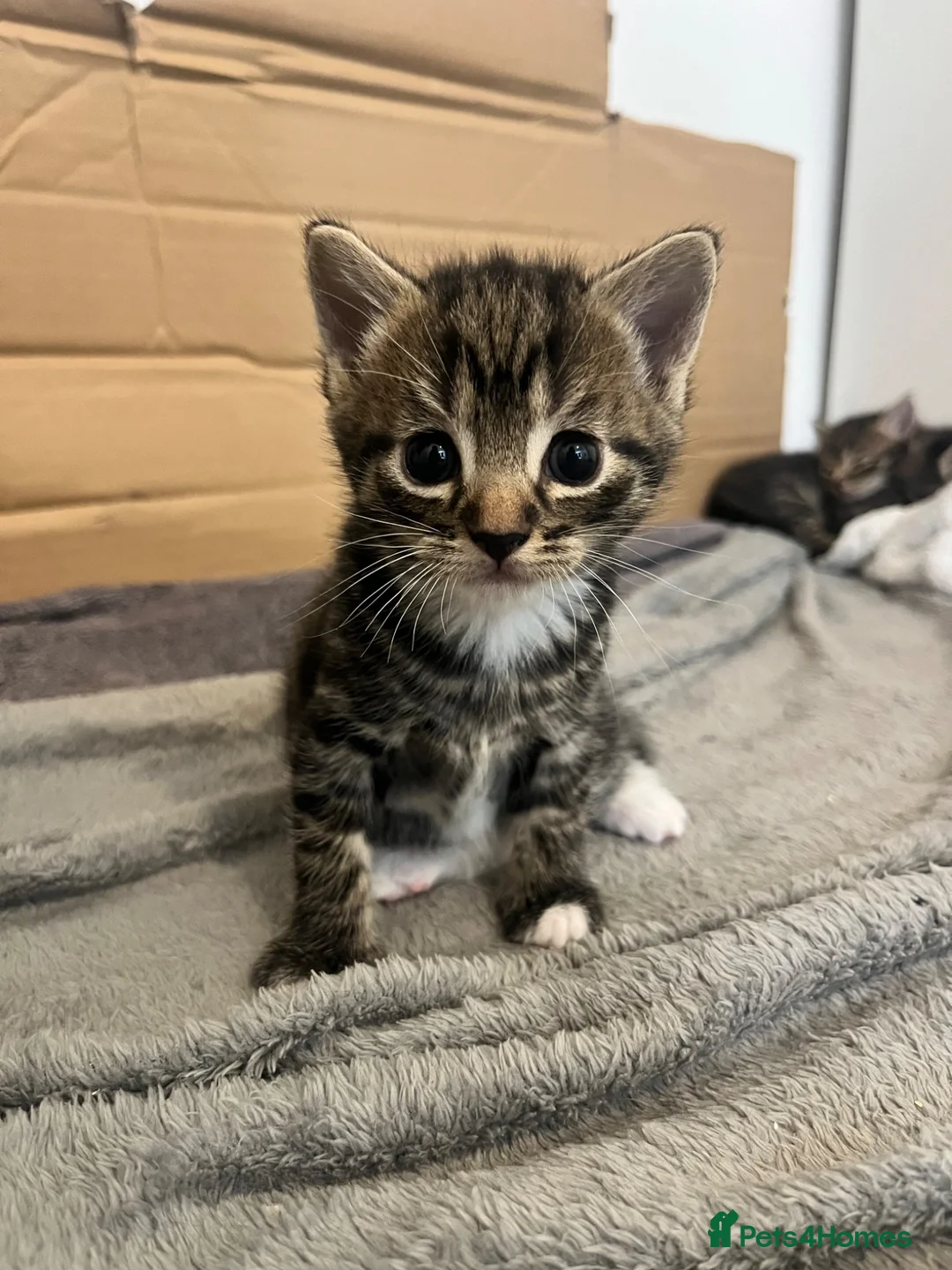 Mixed Breed cats for sale: 2 kittens  in Basingstoke - Advert 1