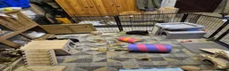 Dwarf Lop rabbits for sale: 2 male rabbits coco and fudge brothers. - Advert 4