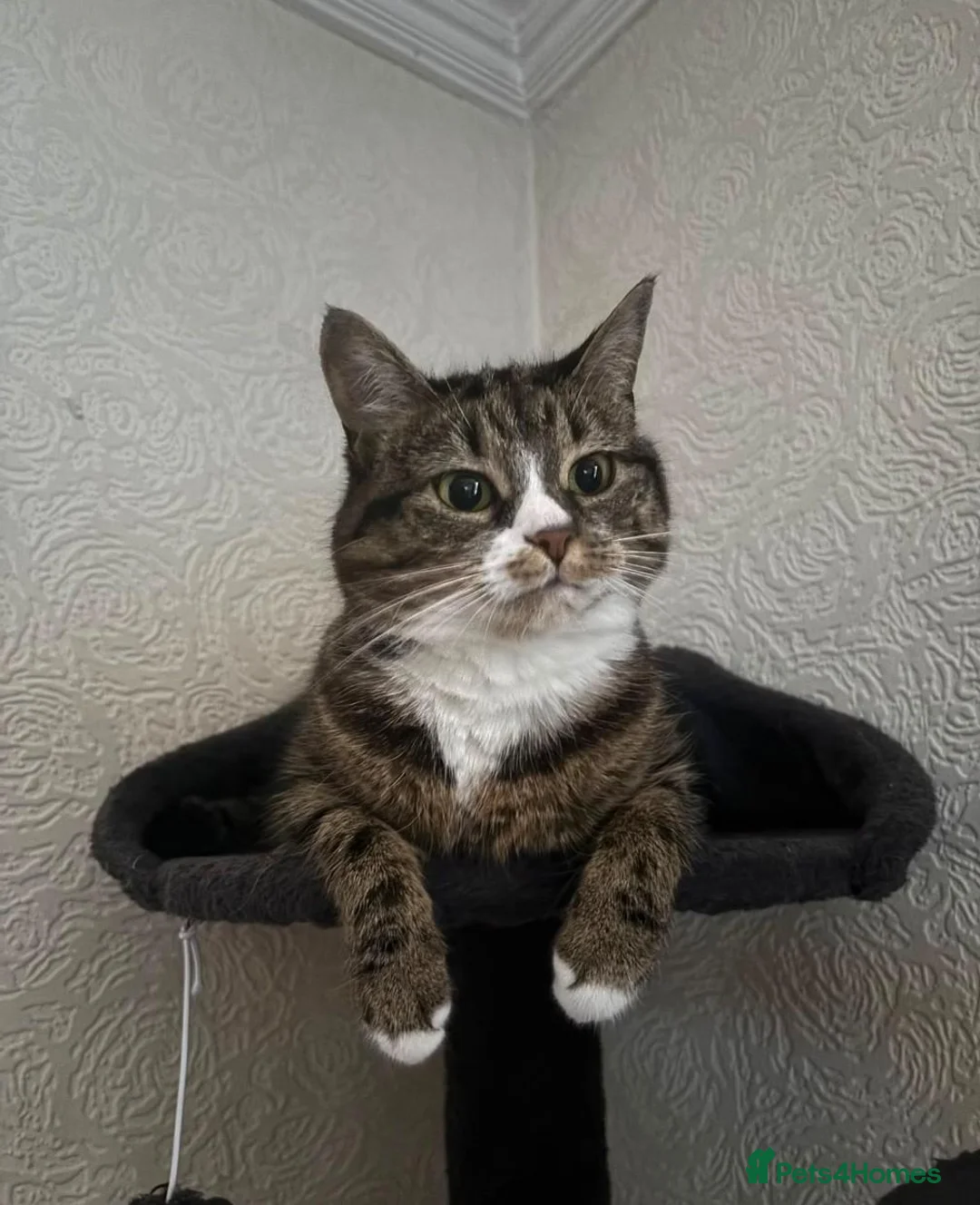Domestic Shorthair cats for sale: Sakura 🌸 - Advert 2