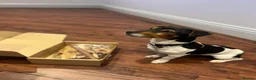 Jack Russell dogs for stud:  Miniature Jack Russell STUD & DNA Health Tested - Advert 4