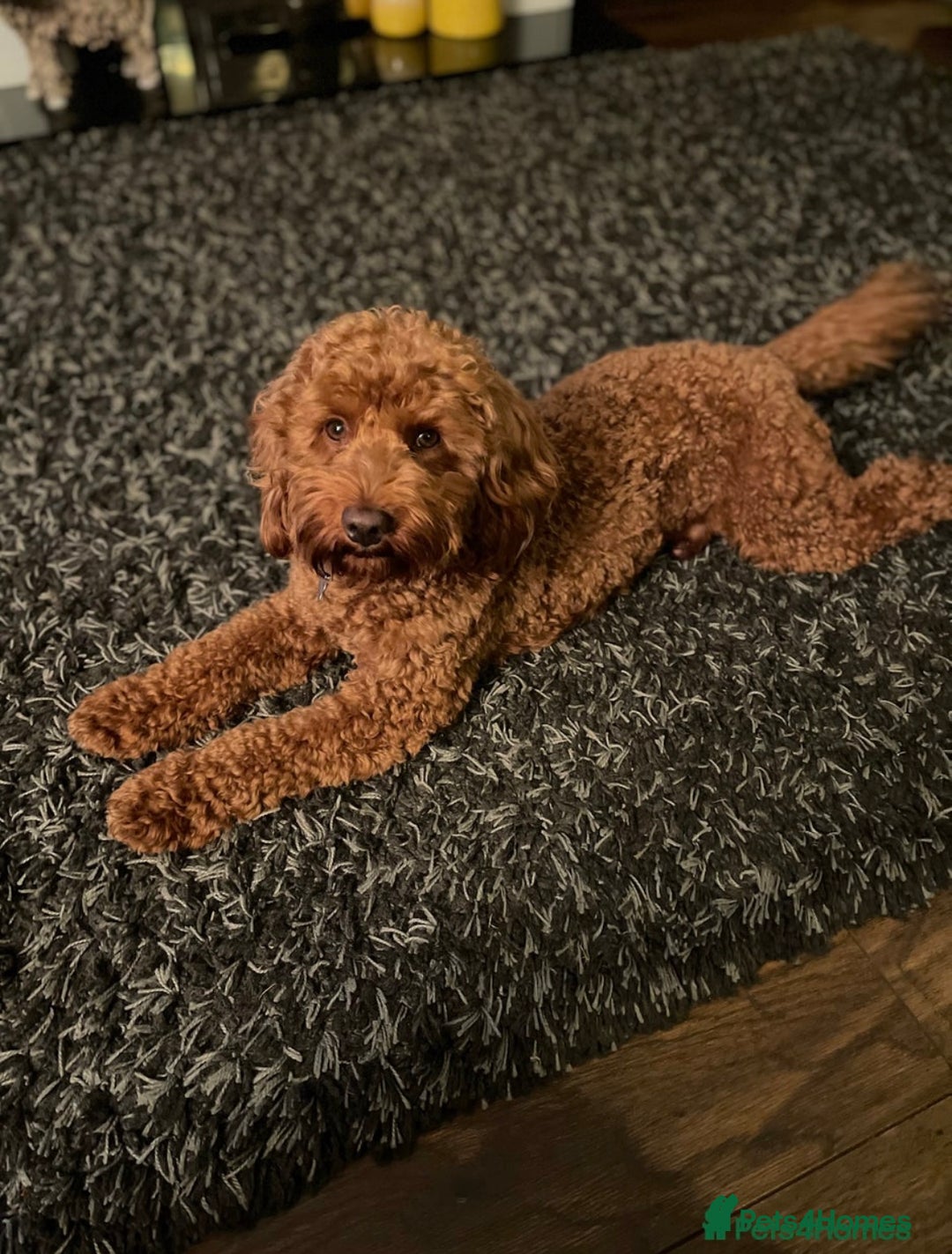 Cockapoo dogs for sale: Mini Cockapoo Puppies Due 4th Sept  - Image 5
