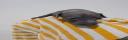 Italian Greyhound dogs for sale: Beautiful Italian-greyhound puppies - Advert 15