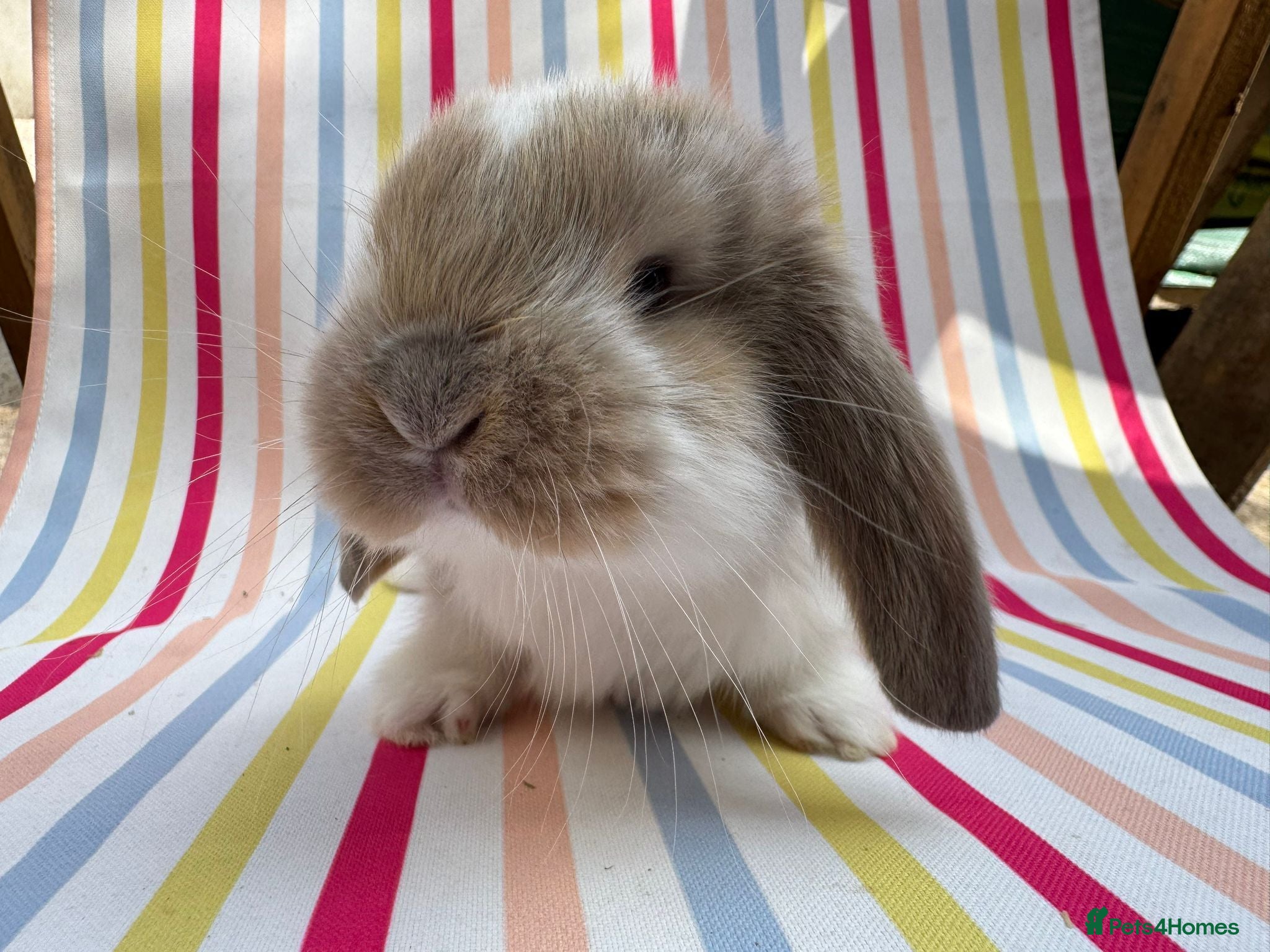 French Lop rabbits Pure breed Baby Giant French Lops Rabbits - Advert 1