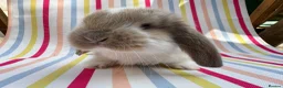French Lop rabbits for sale: Pure breed Baby Giant French Lops Rabbits - Advert 1