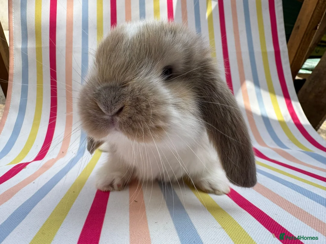 French Lop rabbits for sale: Pure breed Baby Giant French Lops Rabbits - Advert 1