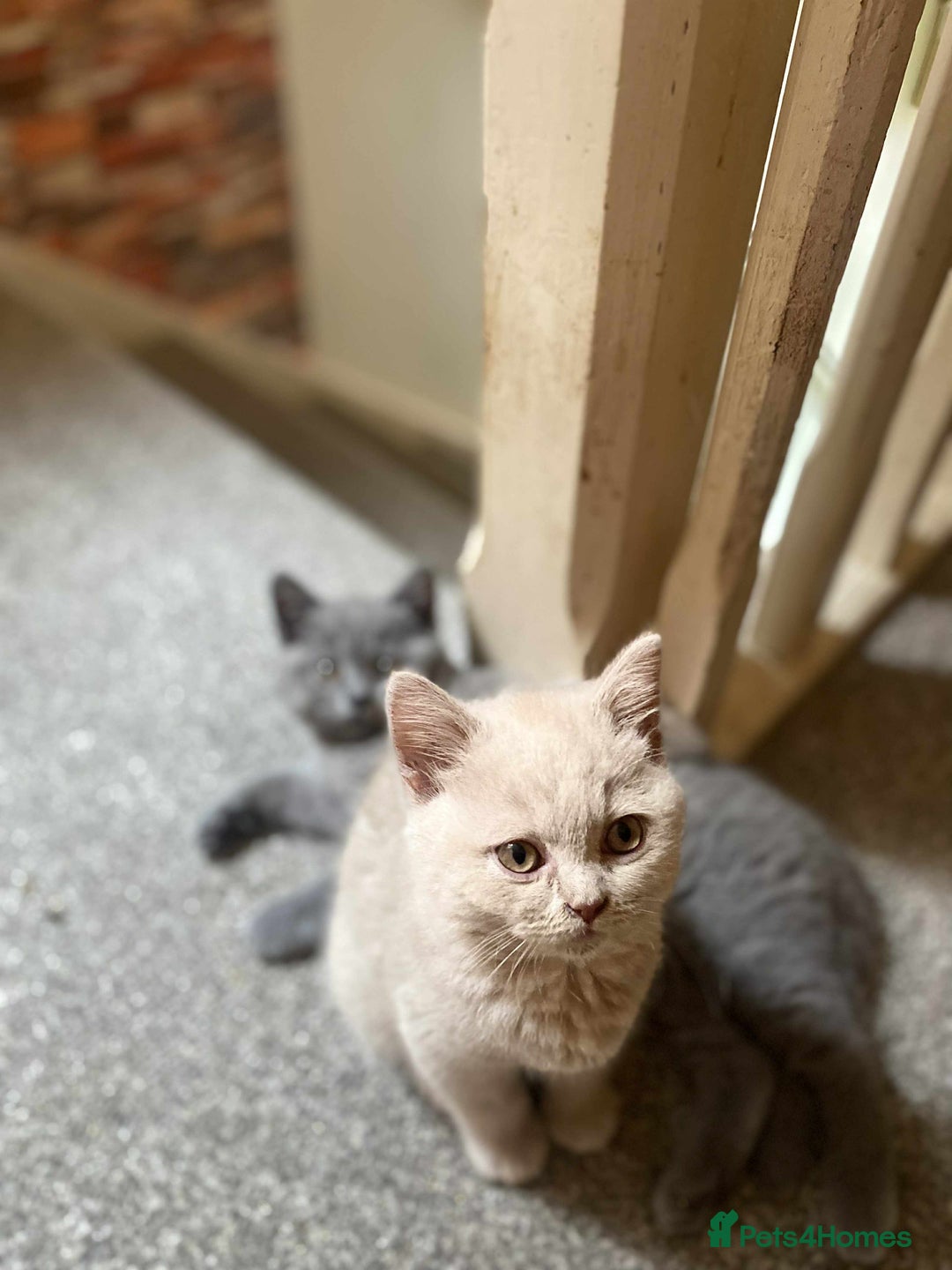 British Shorthair cats for sale: 5 generations pedigree British Shorthair Kittens - Image 9
