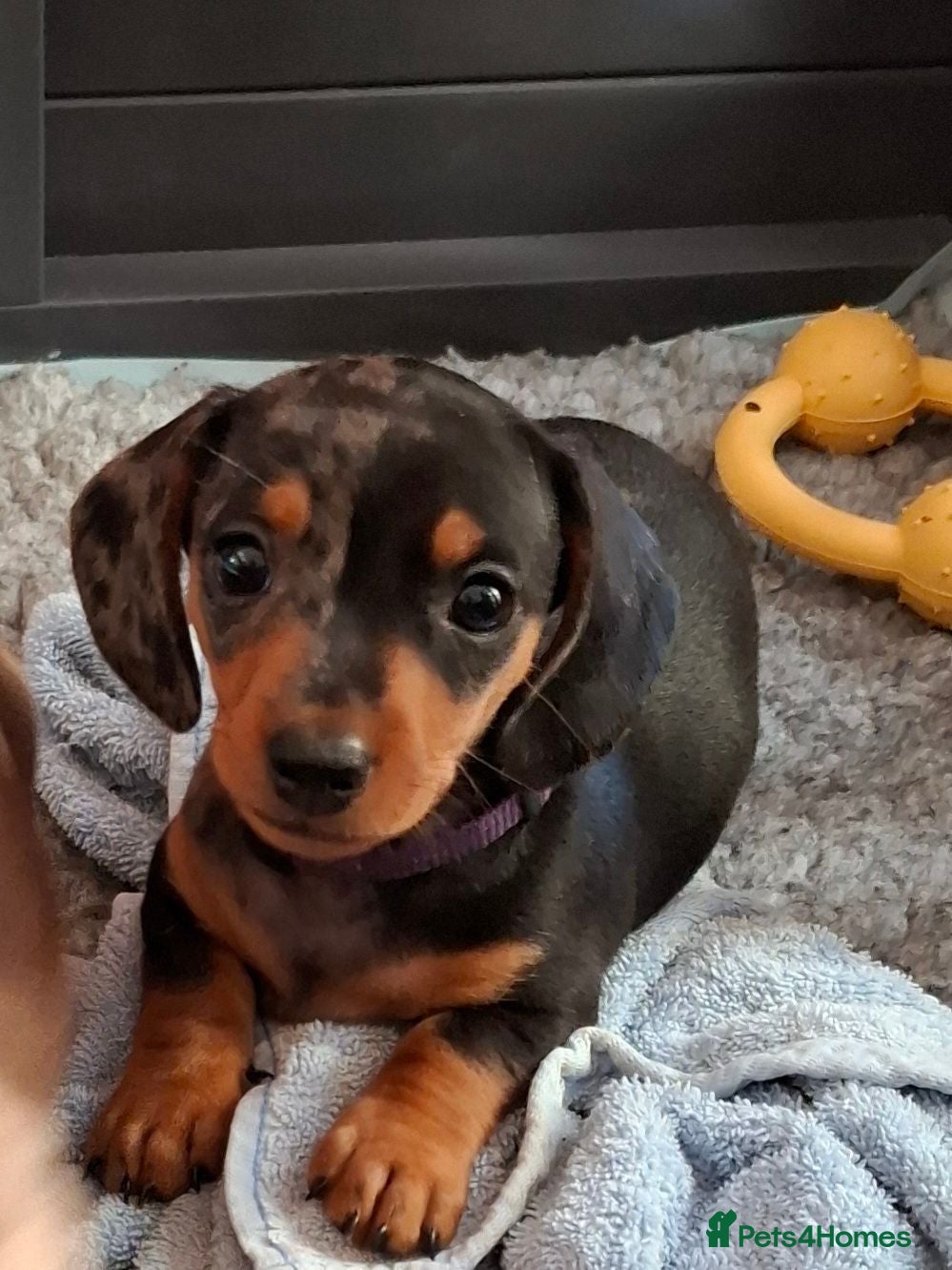 Miniature Dachshund dogs Stunning Miniature Smooth Haired boy puppy - Advert 1