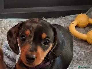 Miniature Dachshund dogs Stunning Miniature Smooth Haired boy puppy - Advert 1