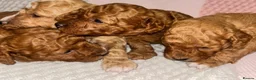 Toy Poodle dogs for sale: Toy poodle puppies - Advert 10