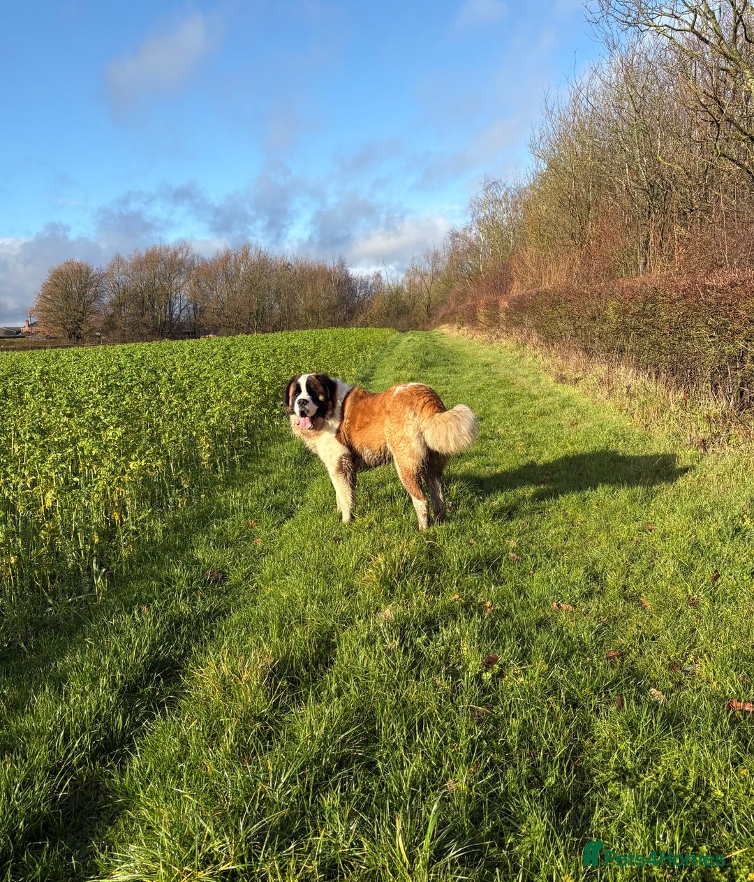 Saint Bernard dogs for sale: Stunning Saint Bernard puppies!  - Advert 5