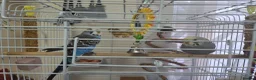 Budgerigars birds for sale: pair of budgerigars with a cage in Luton - Advert 4