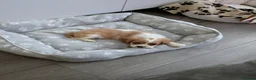 Cavalier King Charles Spaniel dogs for sale: Cavalier King Charles spaniel puppy  in Purfleet - Advert 1