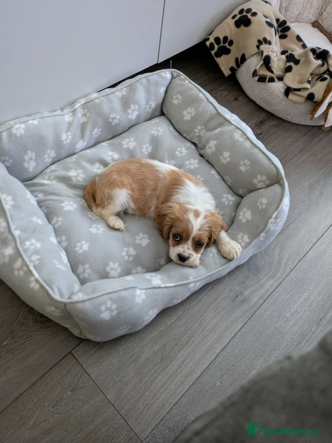 Cavalier King Charles Spaniel dogs for sale: Cavalier King Charles spaniel puppy  in Purfleet - Advert 1
