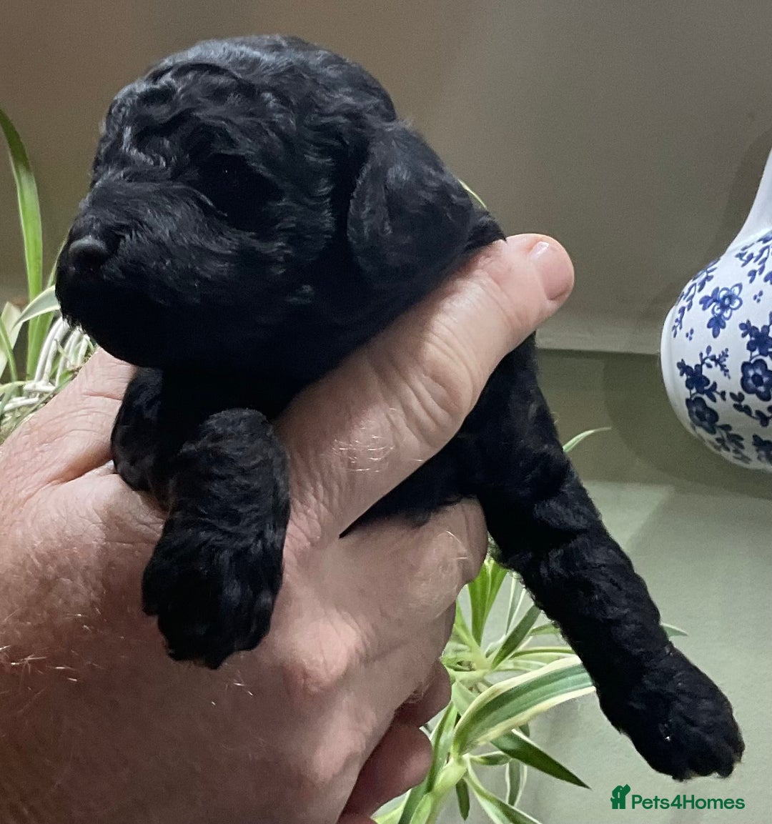 Cockapoo dogs for sale: COCKAPOO PUPPIES RED & BLACK in CAMBRIDGESHIRE  - Advert 20