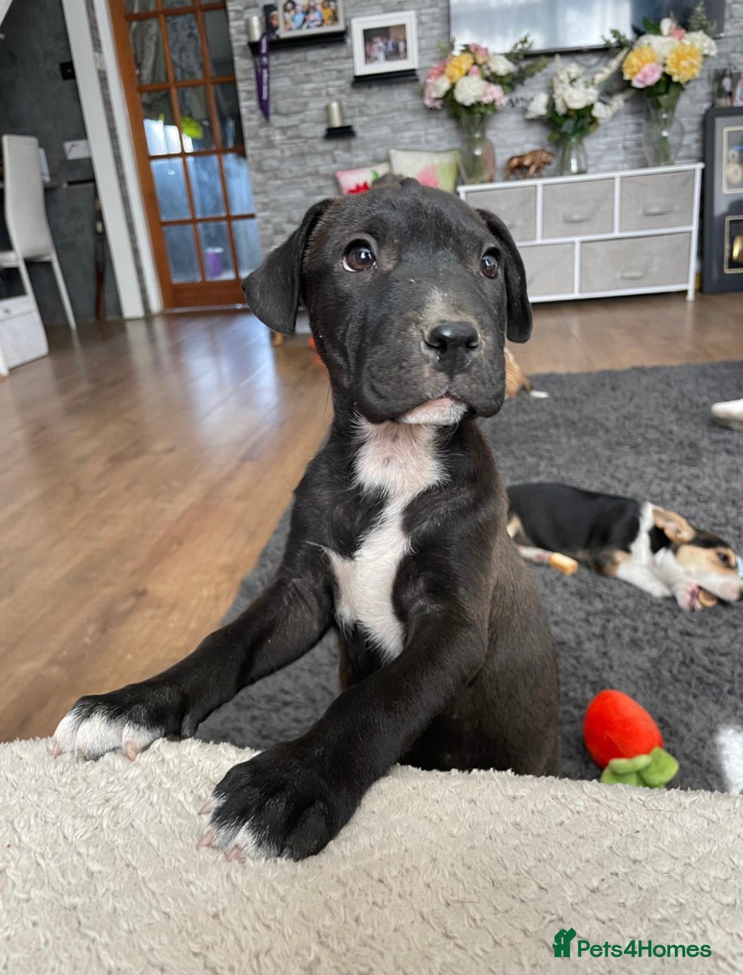Mixed Breed dogs for sale: Terrier cross puppies for sale.  - Image 6