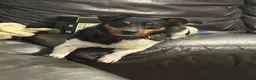 Jack Russell dogs for sale: Male Jack Russell  in Gainsborough - Advert 5