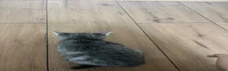 Mixed Breed cats for sale: Gray silver and tabby kittens for sale! - Advert 7