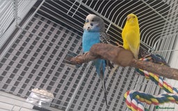 Budgerigars birds for sale: 2 budgies with cage  - Image 1