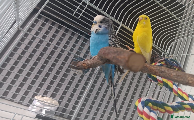 Budgerigars birds - Advert 1