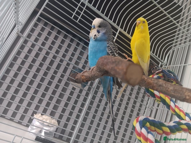 Budgerigars birds - Advert 1
