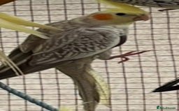 Cockatiels birds for sale: Cockatiels  - Image 4