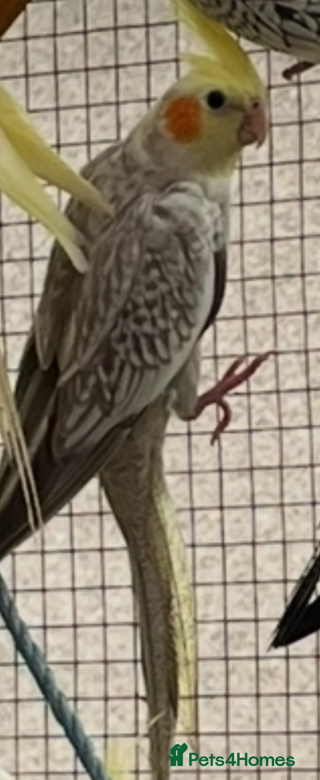 Cockatiels birds for sale: Cockatiels  - Image 4