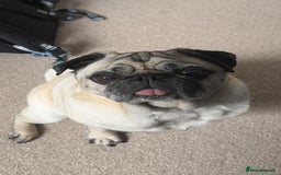 Pug dogs for sale: STOLEN PUG OZZIE  - Image 6