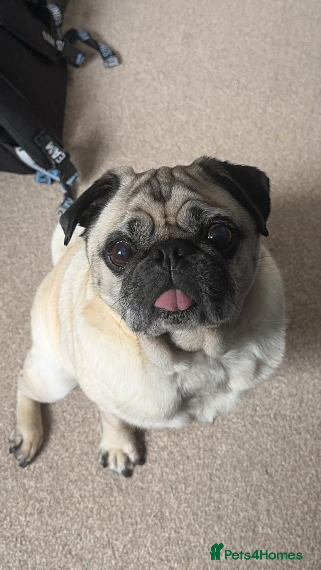 Pug dogs for sale: STOLEN PUG OZZIE  - Image 6