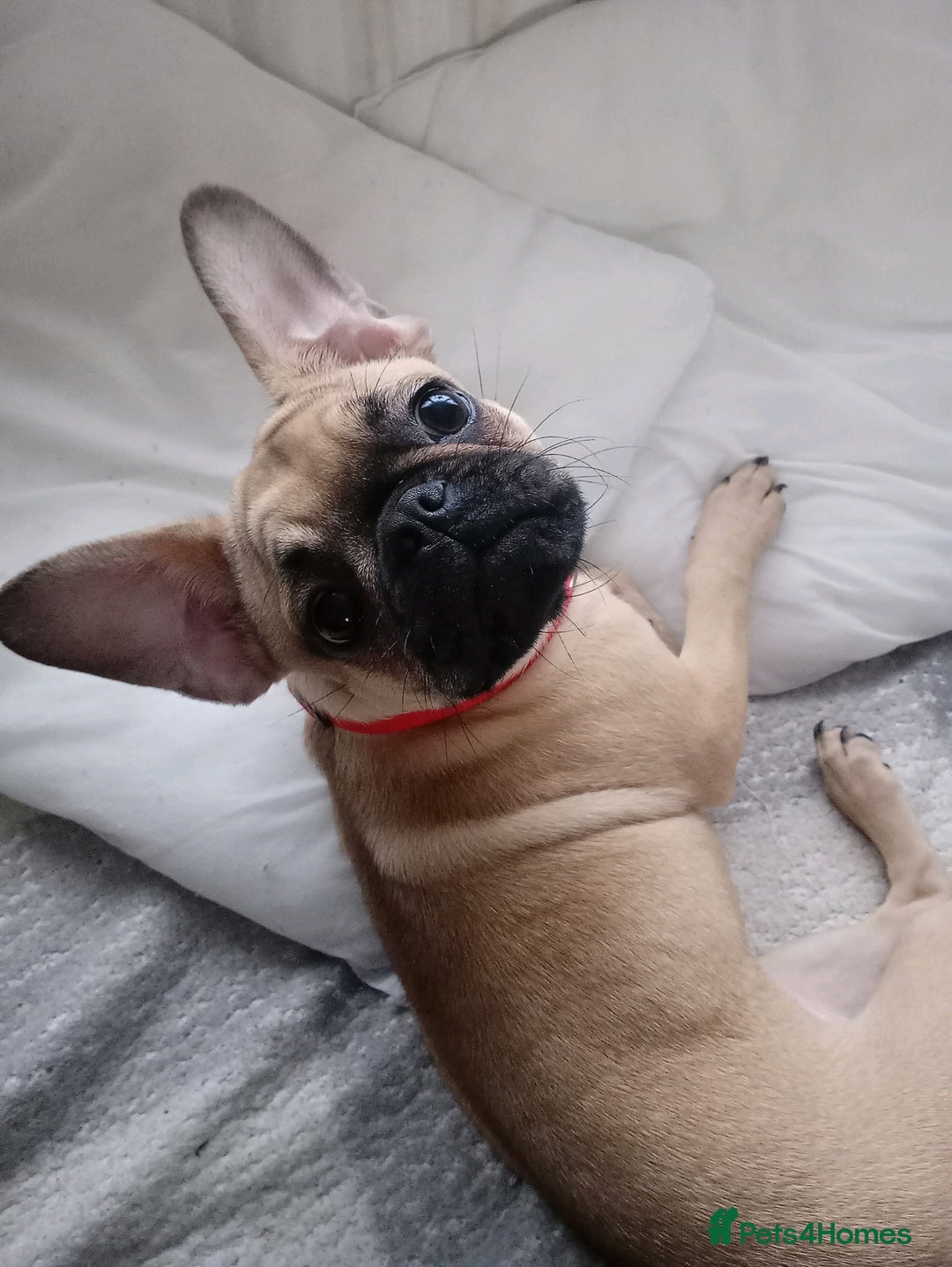 Pug dogs for sale: Female pug - Advert 3