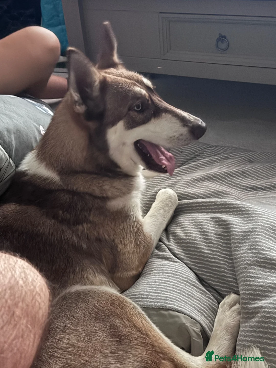 Shepsky dogs for sale: German Shepherd X Husky in Peterborough - Advert 2