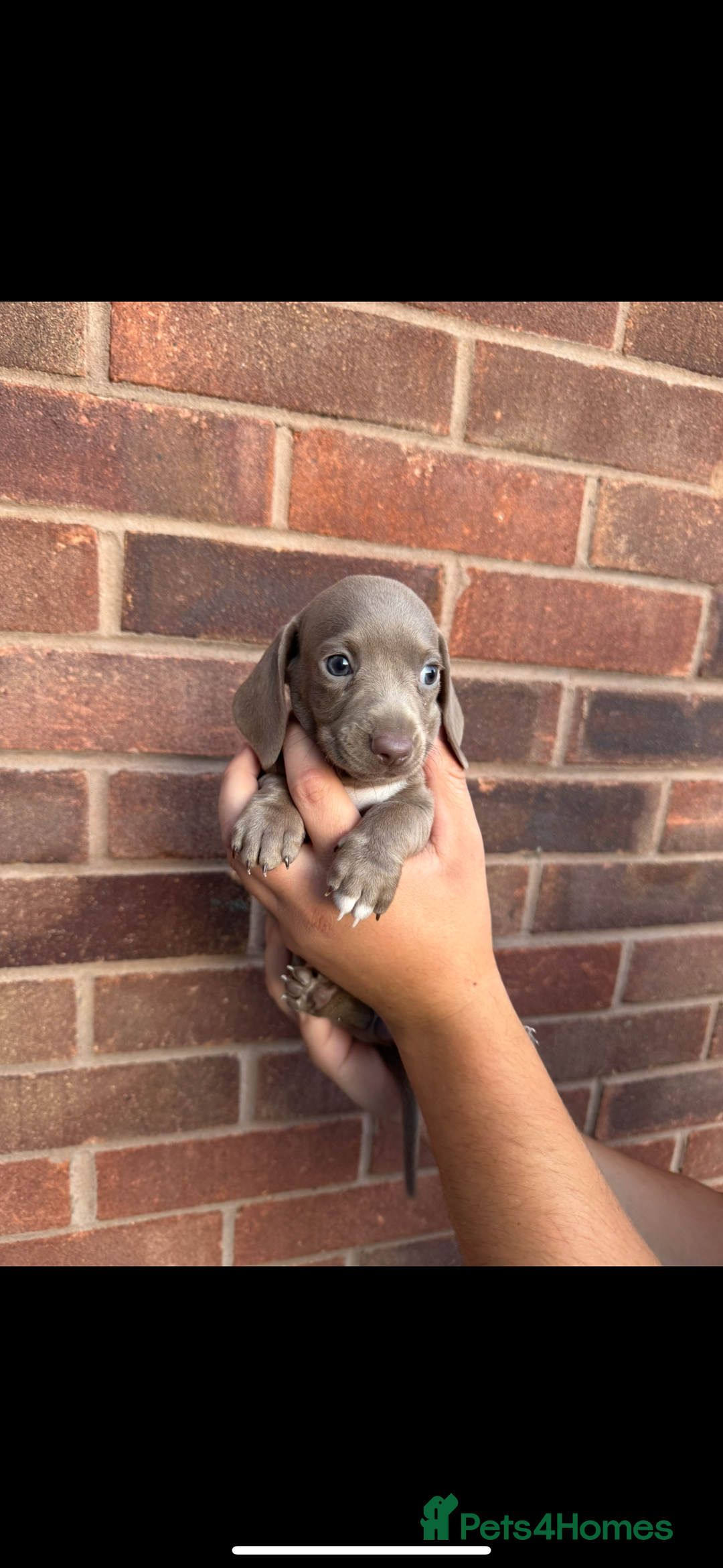Miniature Dachshund dogs for sale: Miniature Dachsund Puppies (licensed breeder) - Image 6