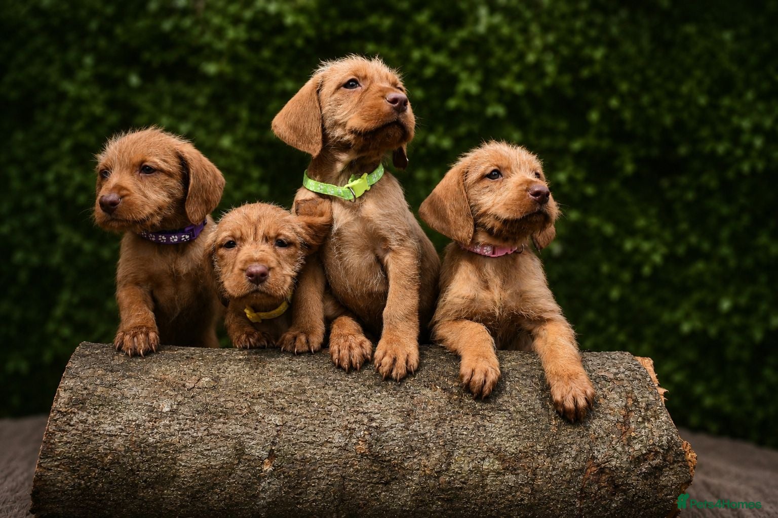 Hungarian Vizsla dogs Hungarian Wirehaired Vizsla Puppies - Advert 1