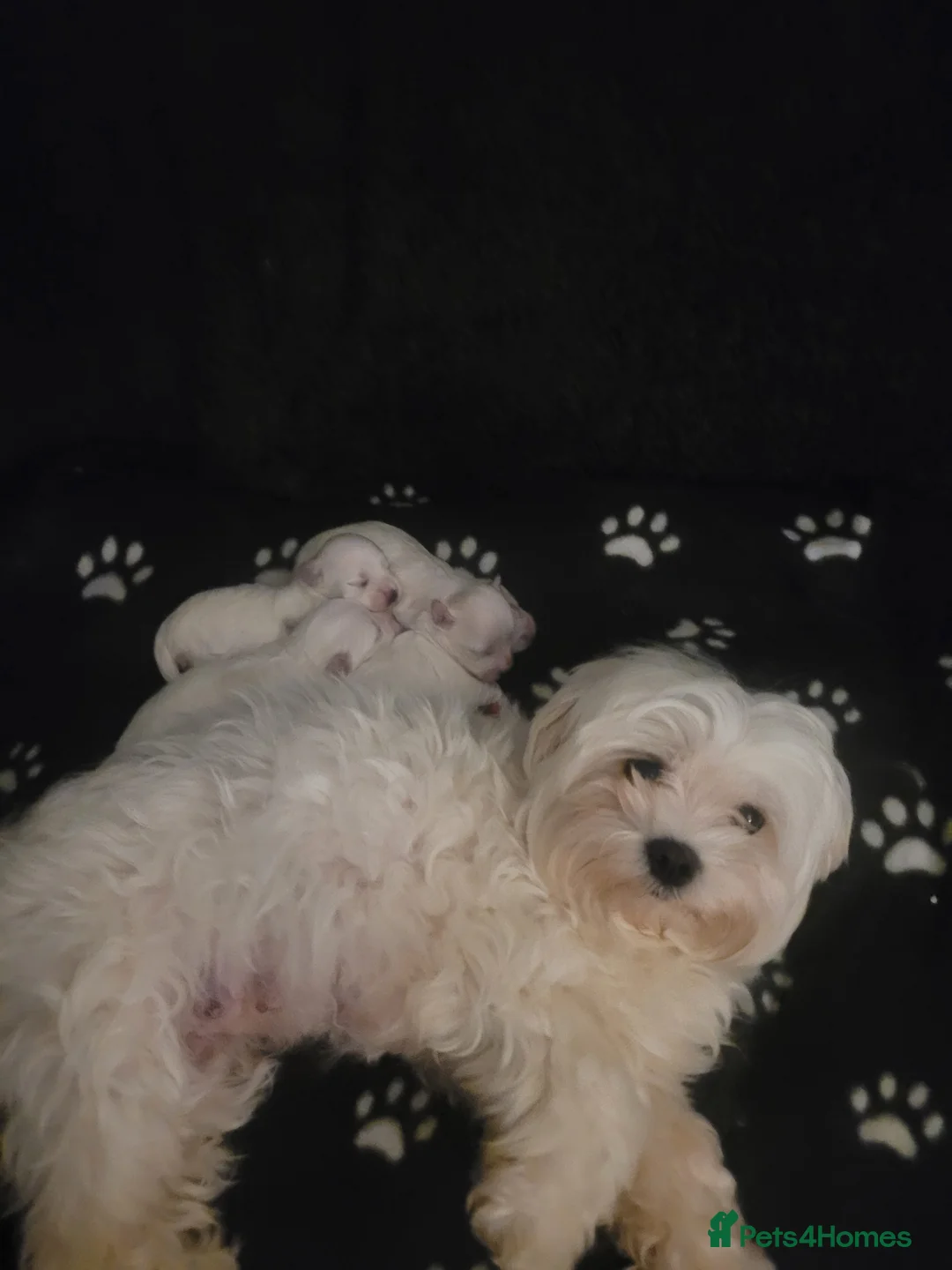 Maltese dogs for sale: Maltese puppy  in Lochgelly - Advert 10