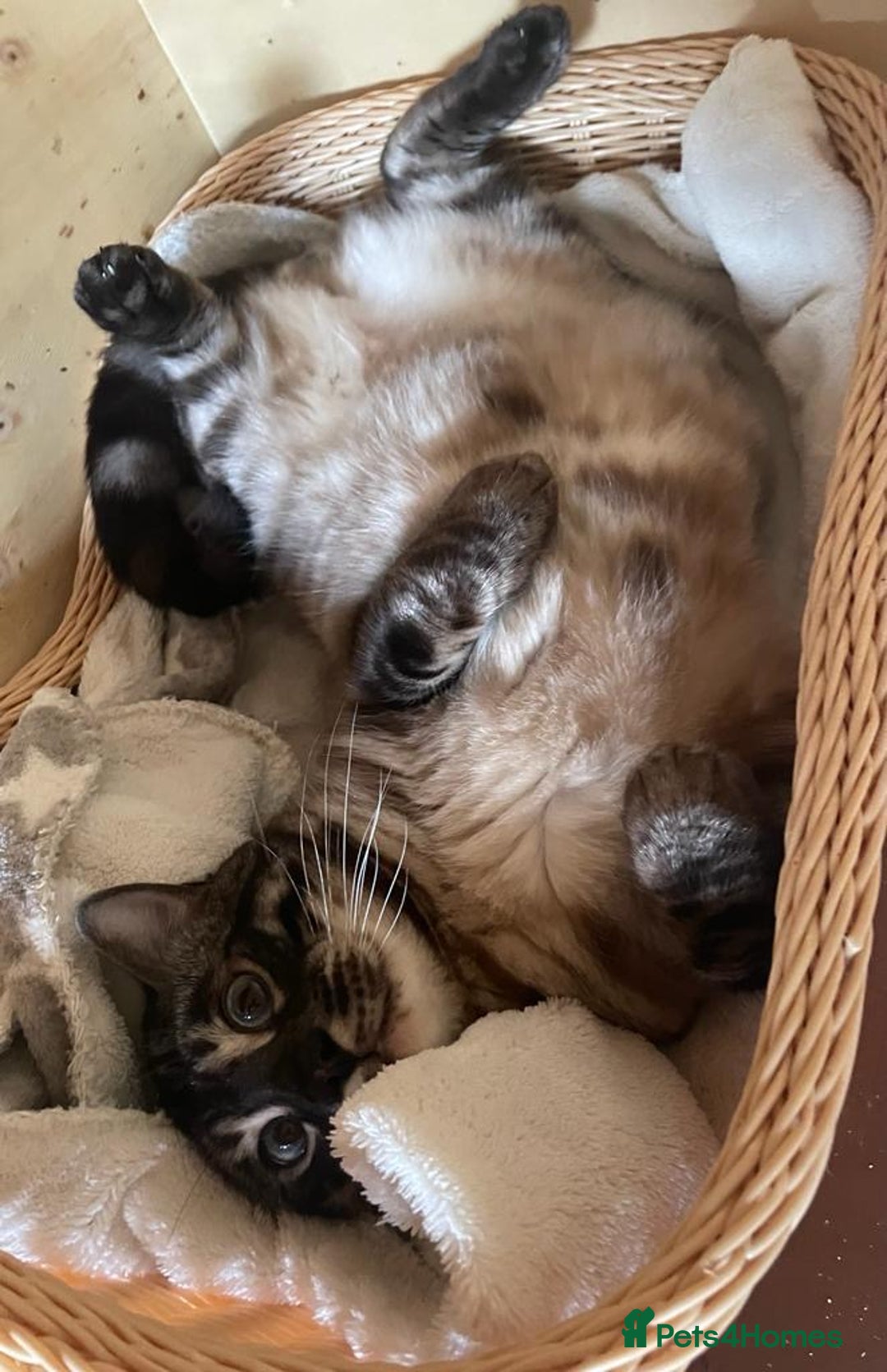 Bengal cats for sale: Fantastic Big Bengal Teddy 💪❤️ - Advert 5