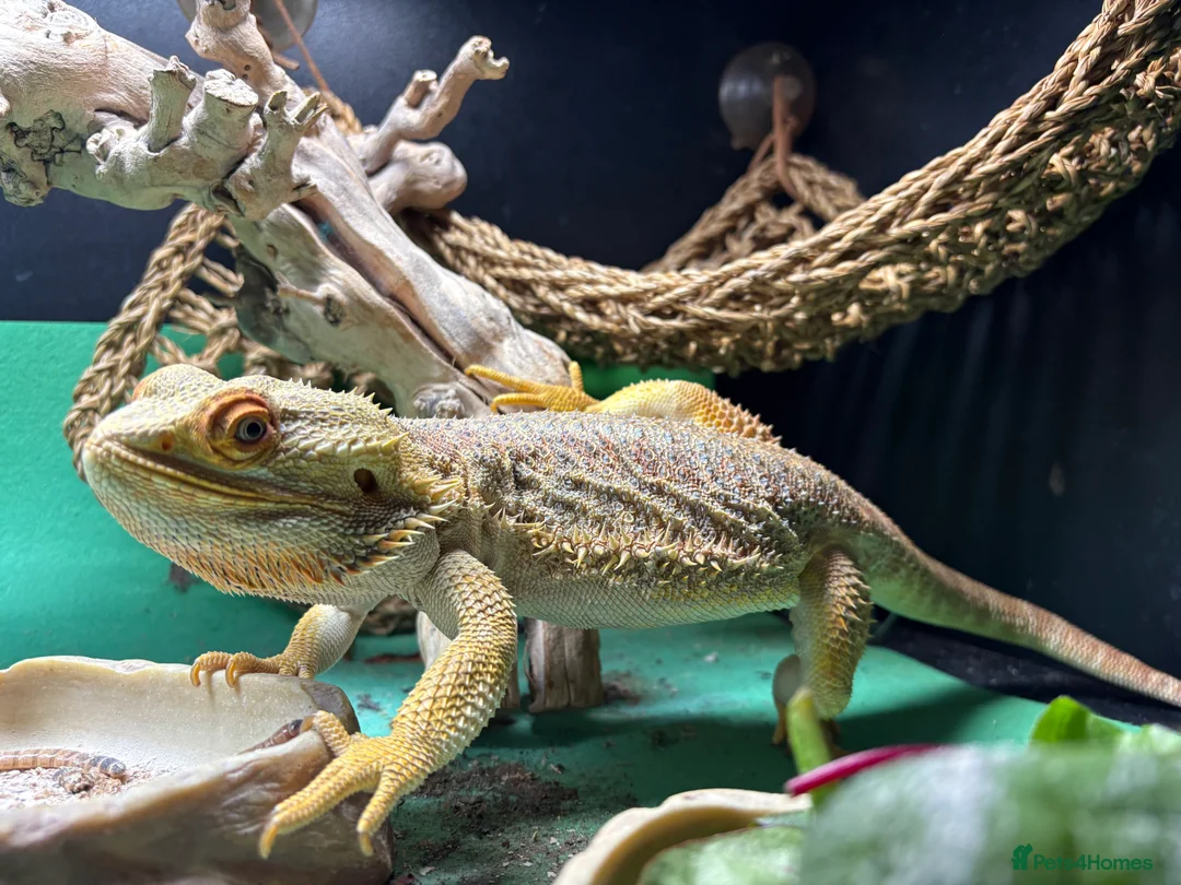 Bearded Dragon reptiles for sale: 7YO bearded dragon with full set up - Advert 1