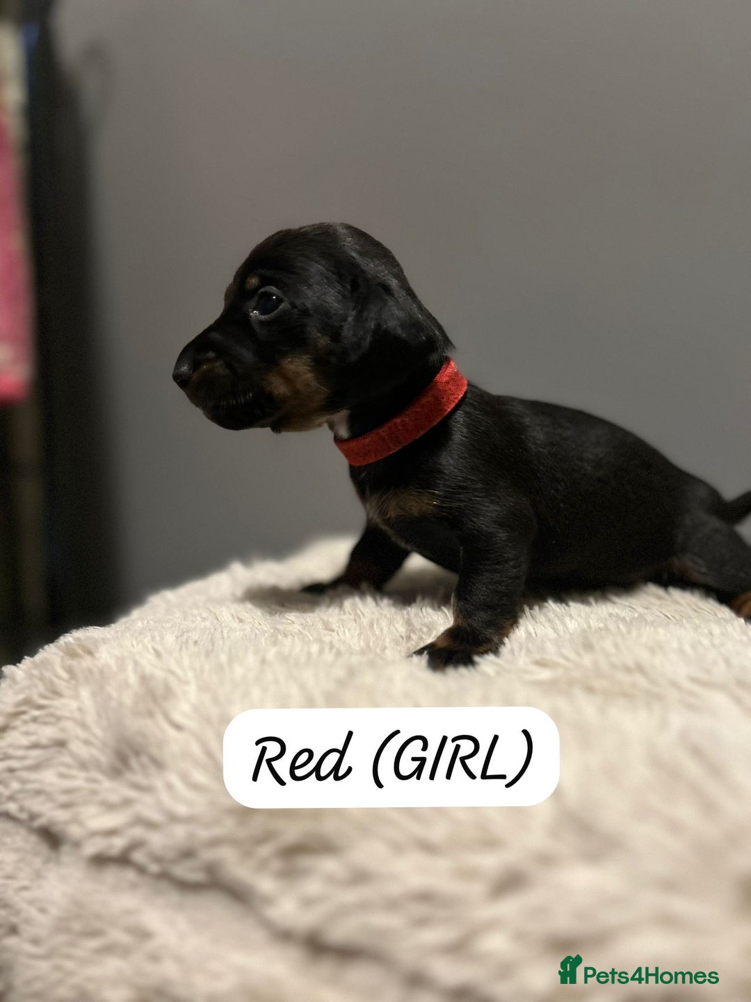 Miniature Dachshund dogs for sale: Miniature dachshund  - Advert 6