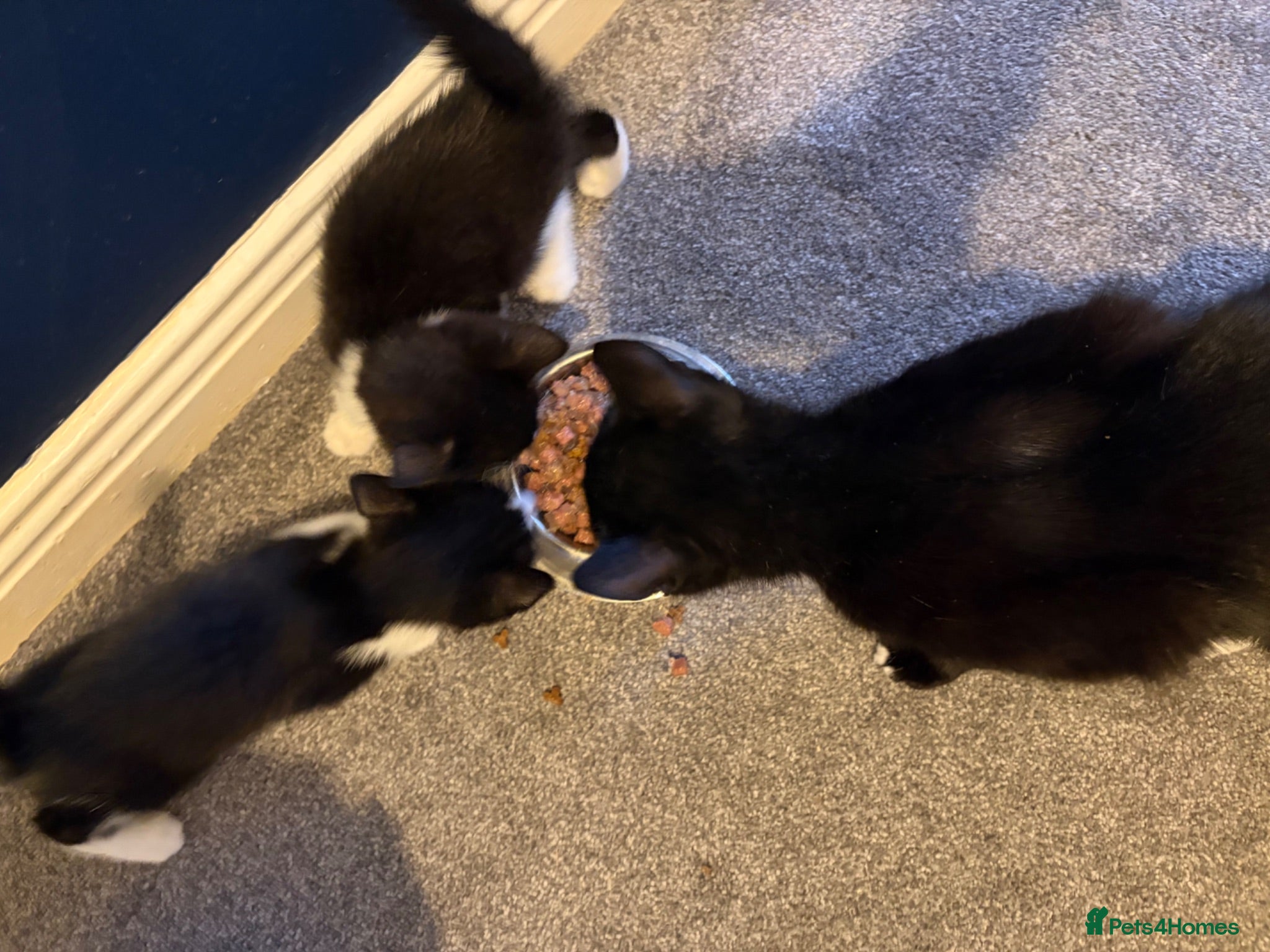Mixed Breed cats 2 kittens ready to go  - Advert 1