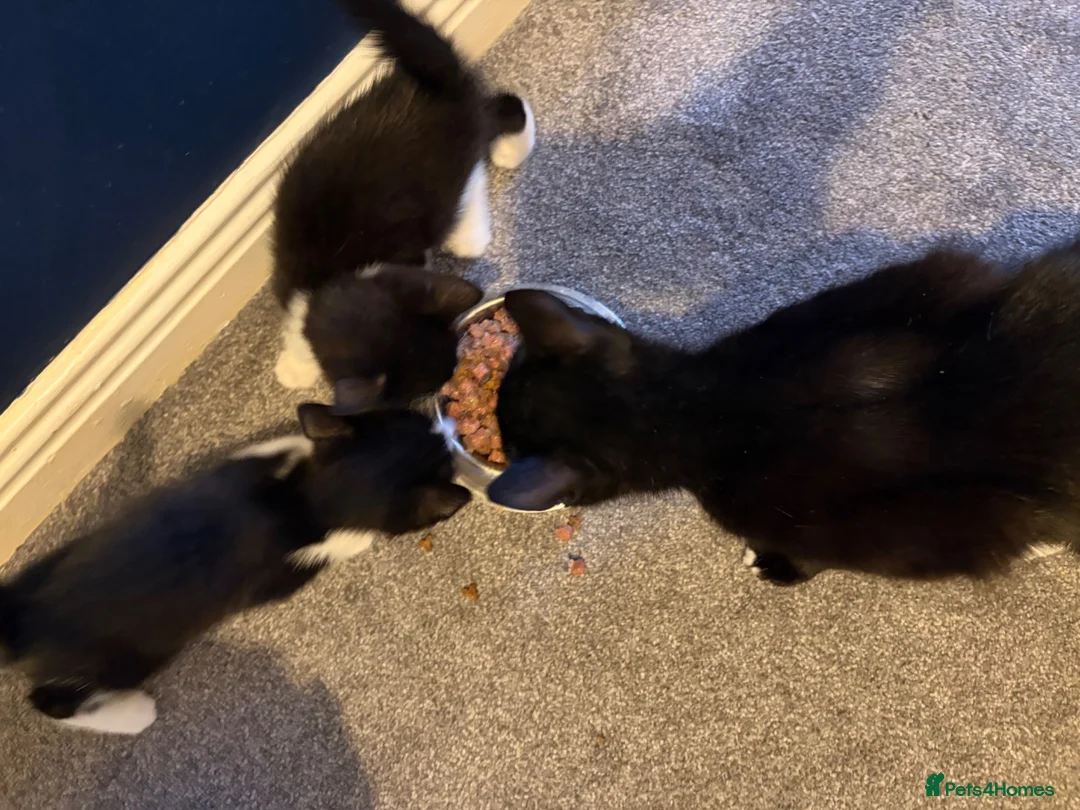 Mixed Breed cats for sale: 2 kittens ready to go  - Advert 1