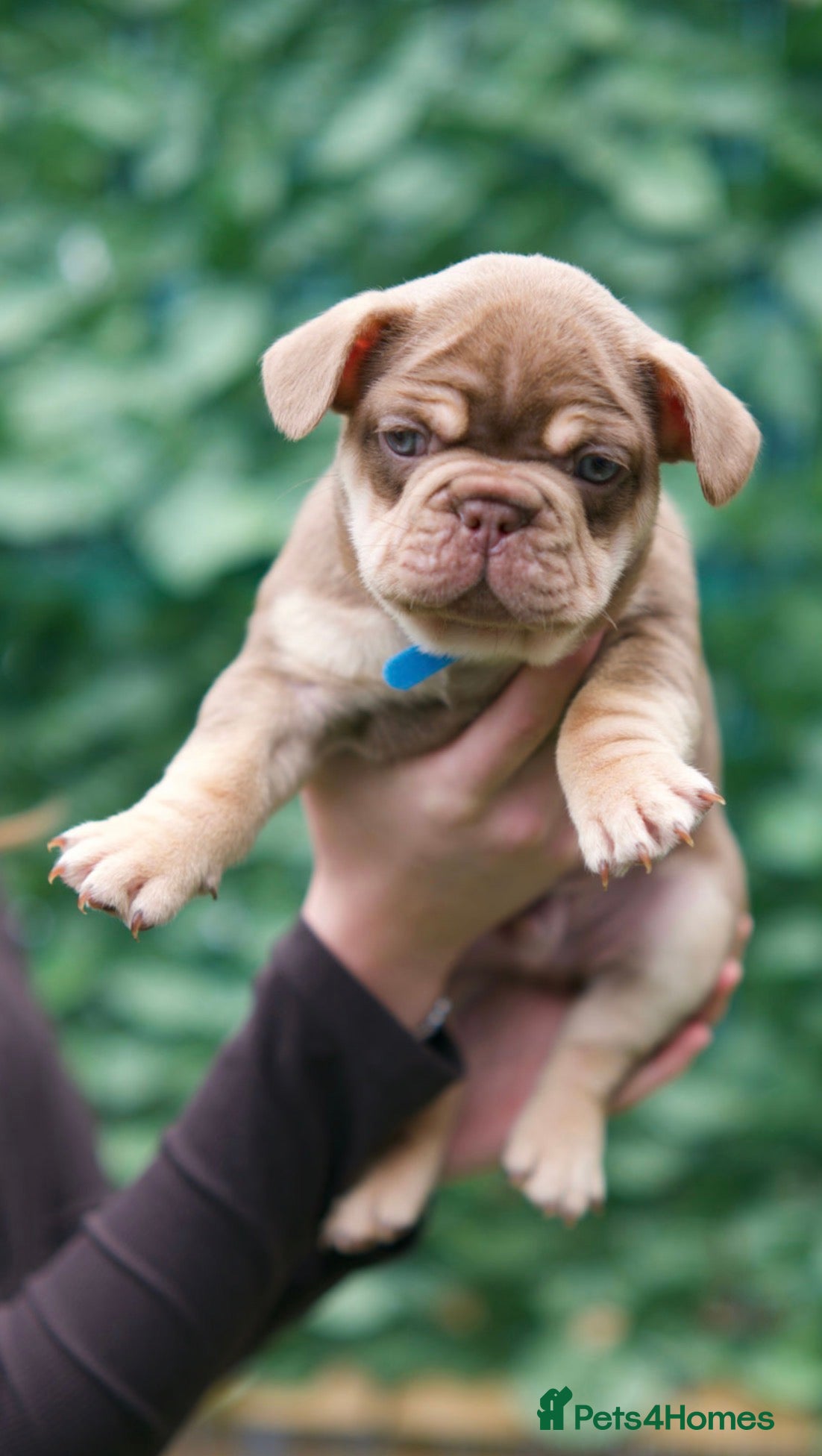 French Bulldog dogs French bull dog puppies  - Advert 4