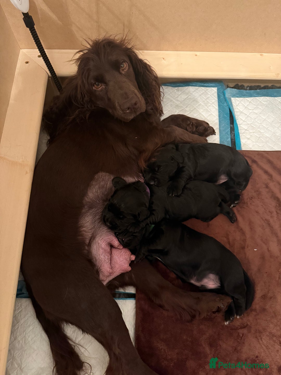 Cocker Spaniel dogs for sale: Stunning working cocker spaniels  - Advert 3