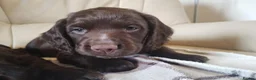 Cocker Spaniel dogs for sale: Rehoming working cocker spaniel  in Walsall - Advert 2